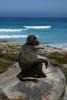 baboon