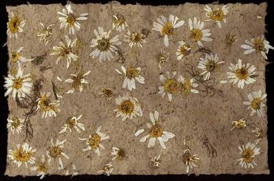 Feuille-paquerette