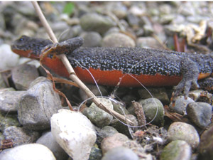 bergmolch