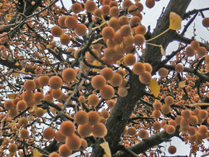 gingko