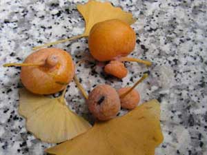gingkofruechte