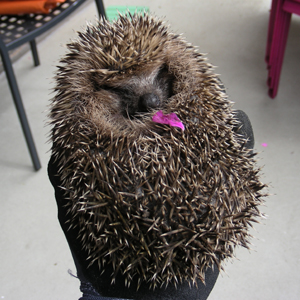 igel