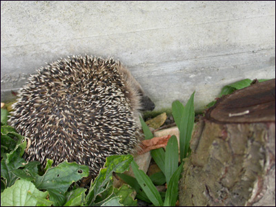 igel1
