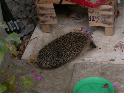 igel2