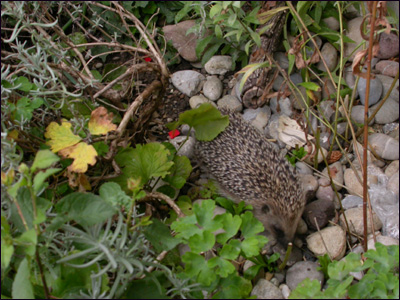 igel3