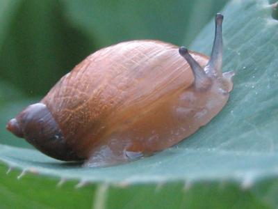 bernsteinschnecke