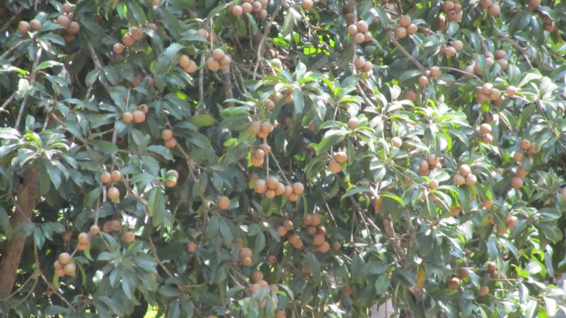 So eine Art leine süßere Kiwi