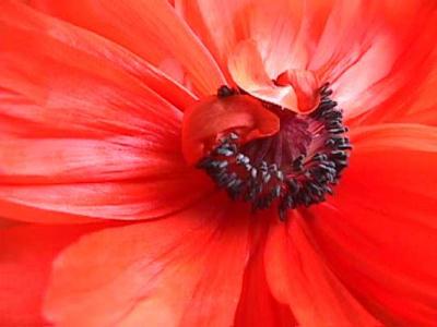 mohn