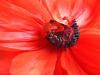 mohn
