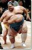 sumo
