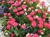 Blumen1