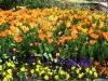 Blumen4