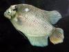 800px-giant-gourami