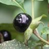 Belladonna