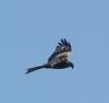 Bussard1