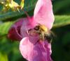 Einstieg-der-Hummel-in-das-Springkraut-Impatiens