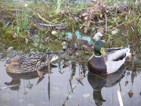 Enten-Spiegelbild