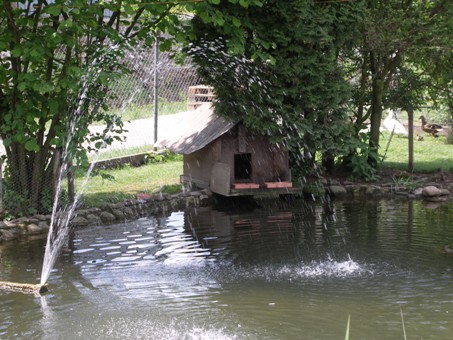 Enten-und-Gaenseteich