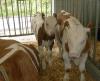 Halma-Pansenkuh-und-Ammenmutter-mit-ihrem-Kalb-