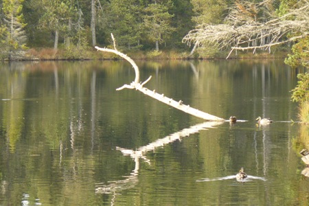 Hochmoor-Etang-de-la-Gruere