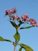 Impatiens-Glandulifera-Druesen-Springkraut