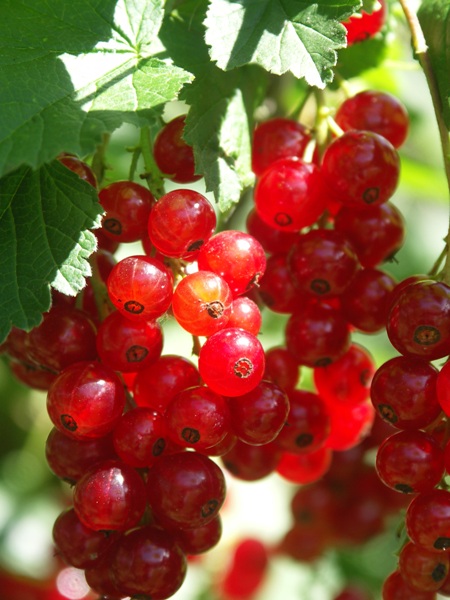 Johannisbeeren