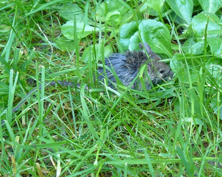 Maeuschen-Maus