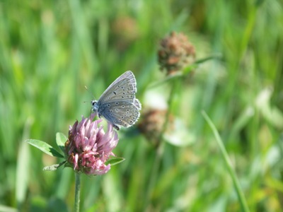 Mohn-und-Schmettlering