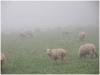 Nebel-Schafe-r