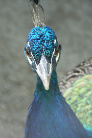 Pfau3