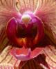 Phalaenopsis-Orchidee