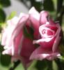 Rose-Bluete-Knospe-und-Knopf