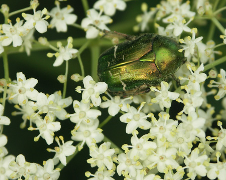 Rosenkaefer-Cetonia-aurata-Geschuetzt