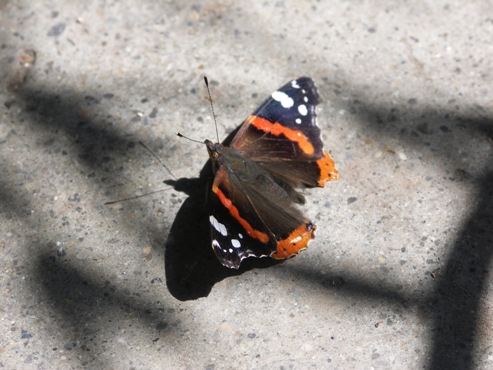 Schatten-Schmetterling