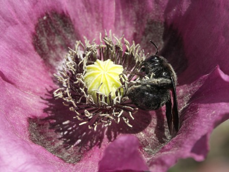 Schlafmohn-mit-Holzbiene