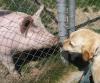 Schwein-und-Hund-Schweinehund