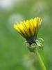 Soeiblume2-