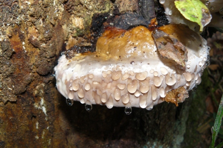 Stockschwamm-mit-Wasserperlen