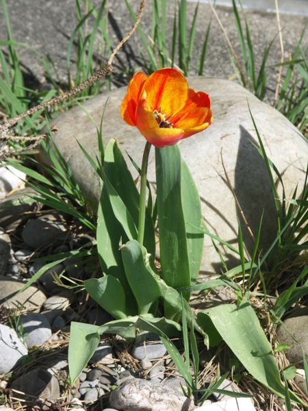 Tulpe-ohne-Anspruch