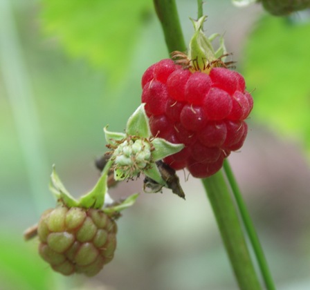 Waldhimbeere