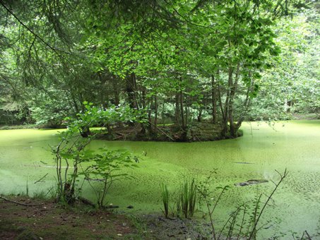 Waldteich-im-Bremer