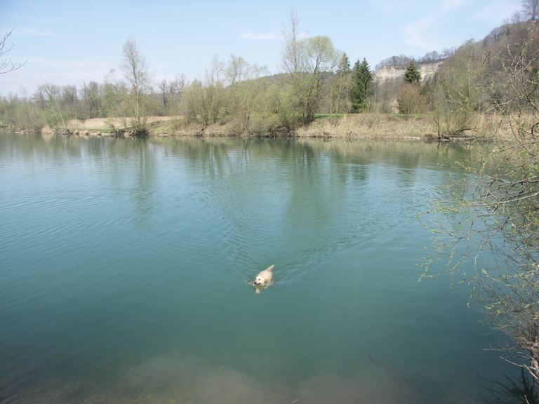 Wasserratte-in-der-Aare