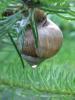 Weinbergschnecke-am-Tannenzweig