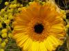 gerbera-und-mimosen