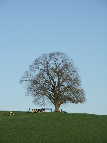 mein-Baum-im-April