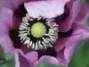 mohn1