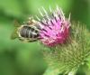 nickende-Distel-mit-Hinterteil