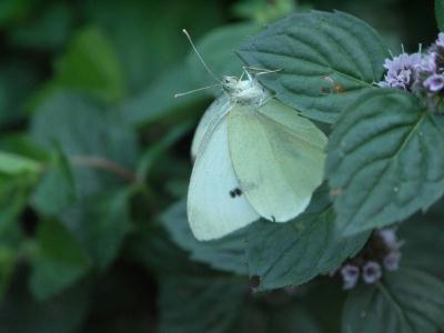 schmetterling1