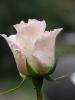 weisse-Rose-noch-in-rosa