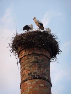 Familie Storch Familie Storch